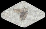 Fossil March Fly (Plecia) - Green River Formation #65107-1